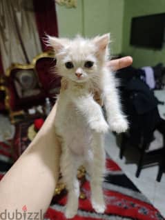 قطة شيرازي بنت