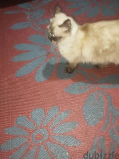 قطه شيرازي سنه وشهرين نظيفه جدا