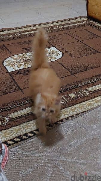 قط ولد مشمشي  عنده شهرين ونصف 1