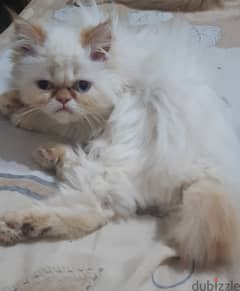 قطة هيملايا على شيرازى جميلة ولذيذة للبيع فى الاسكندرية فقط