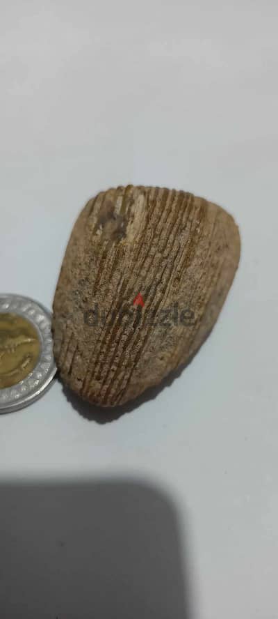 احفورة حيوانية او نباتية رائعة للبيع
