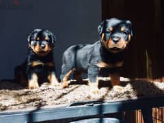 كلب روت وايلر الماني Rottweiler male & female