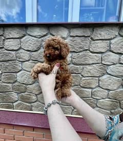 Toy Poodle red brown boys from Russia