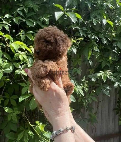 Toy Poodle red brown boys from Russia 1
