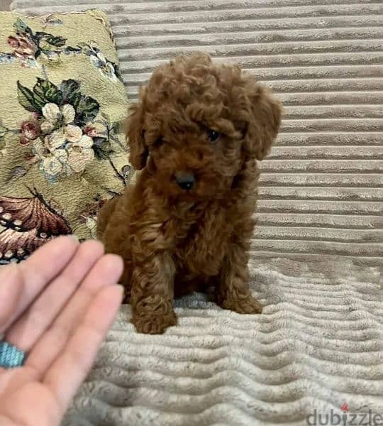 Toy Poodle red brown boys from Russia 2