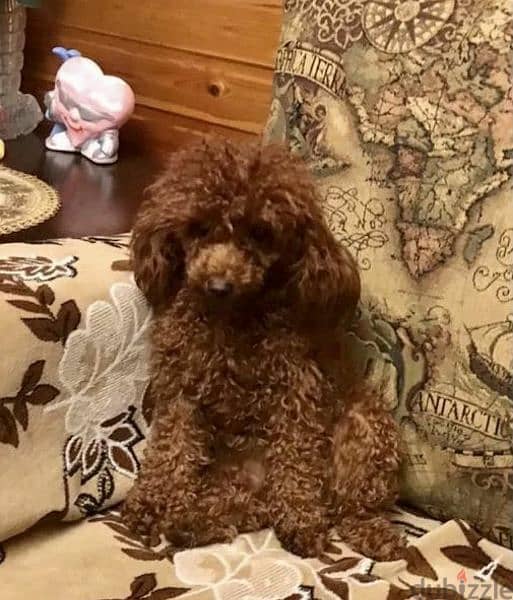 Toy Poodle red brown boys from Russia 3