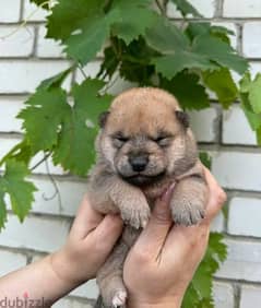 Pedigree Shiba Babies From champion from Russia