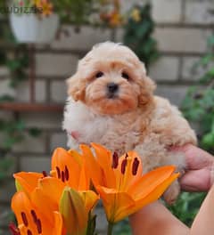 Maltipoo Dog imported from Europe
