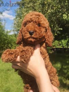Poodle Dog Female Super Quality From Europe 0
