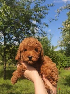 Poodle Dog For Sale Male Top Quality