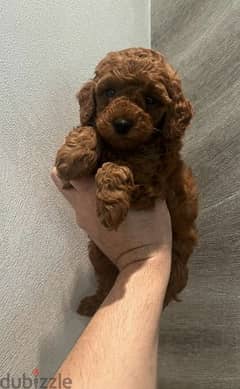Toy Poodle red brown from Russia
