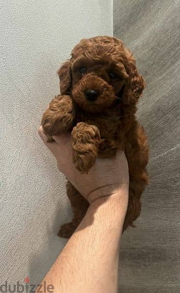 Toy Poodle red brown