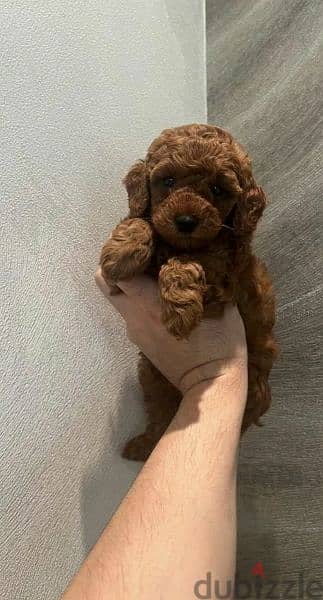 Toy Poodle red brown 1