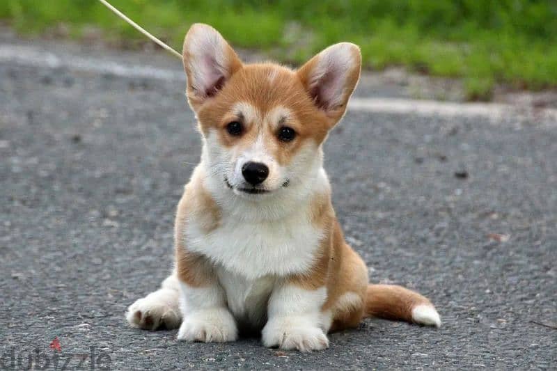 Pembroke Welsh corgi puppy Male from Russia 0