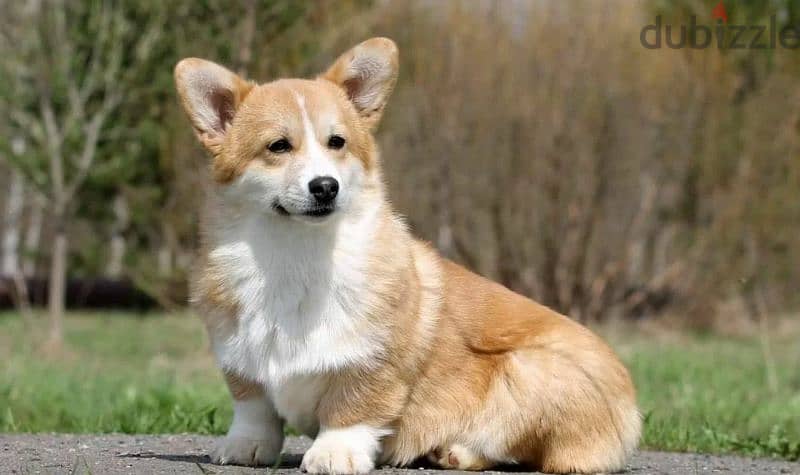 Pembroke Welsh corgi puppy Male from Russia 2