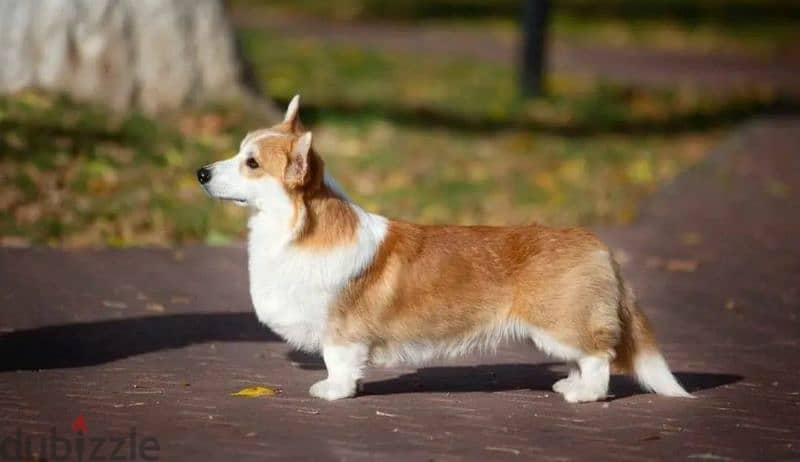 Pembroke Welsh corgi puppy Male from Russia 4