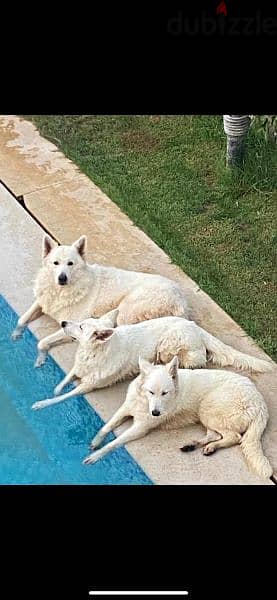 White Swiss Shepherd puppies 3