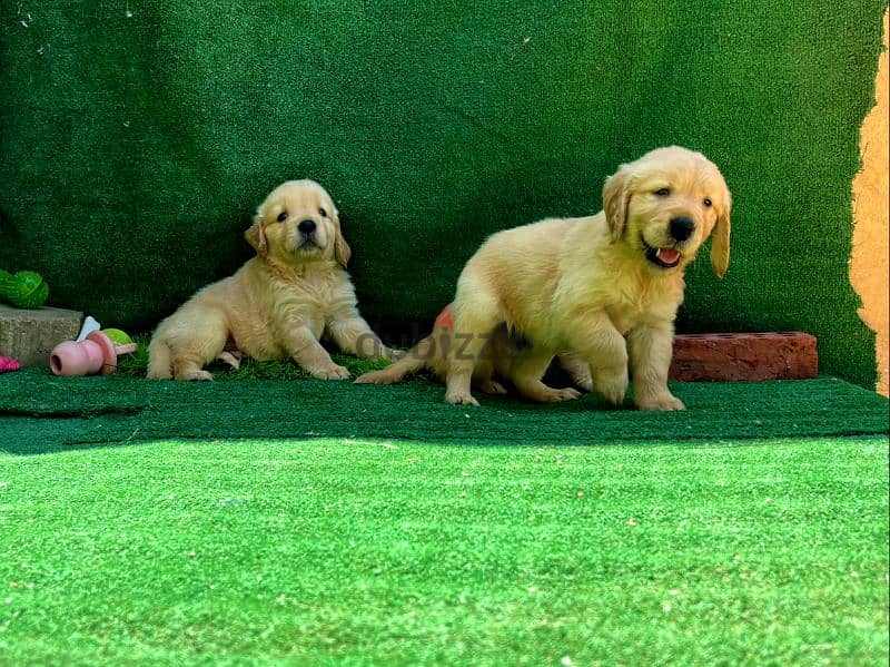 top quality of golden retriever puppies 1