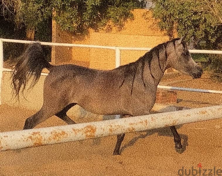 مهر ابن مدين النقيب و حفيد هلال النقيب 1