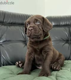 Labrador puppies boys from Russia