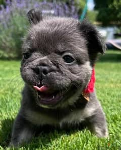 French bulldog puppies boys from Russia 0