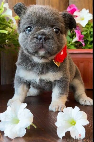 French bulldog puppies boys from Russia 5