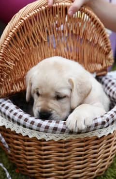 Labrador puppies for sale from Russia