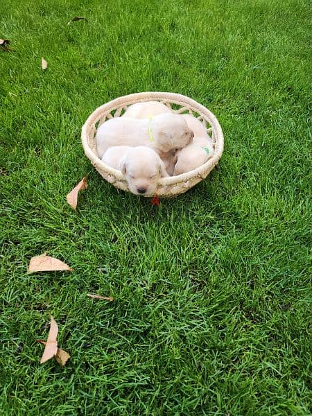 Female labrador Puppy 2