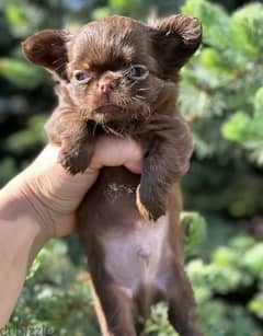 Beautiful chocolate little boys Chihuahuas from Russia 0