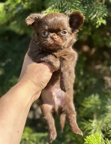 Beautiful chocolate little boys Chihuahuas from Russia 1