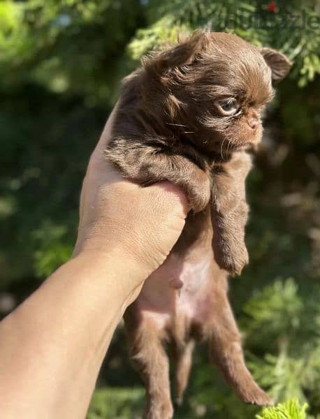 Beautiful chocolate little boys Chihuahuas from Russia 2