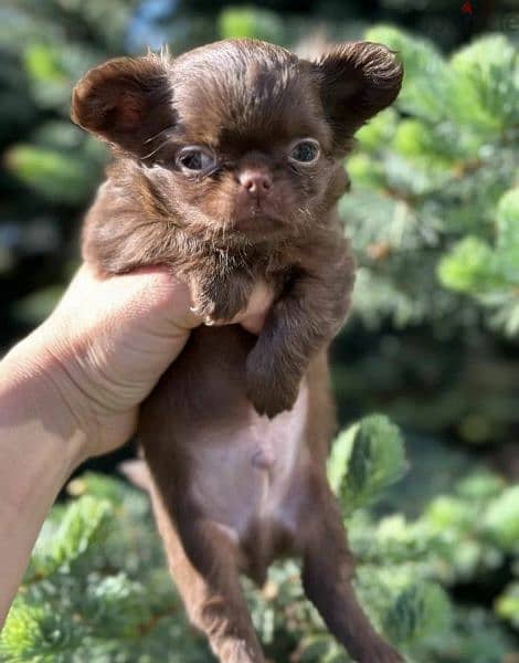 Beautiful chocolate little boys Chihuahuas from Russia 3