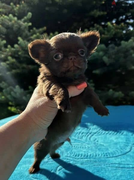 Beautiful chocolate little boys Chihuahuas from Russia 4