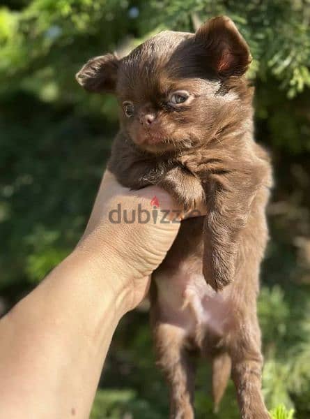 Beautiful chocolate little boys Chihuahuas from Russia 5