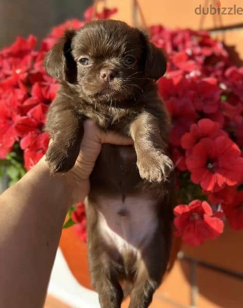 Beautiful chocolate little boys Chihuahuas from Russia 6