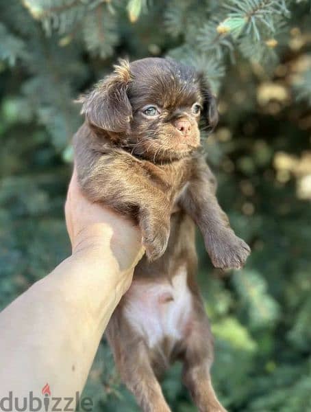 Beautiful chocolate little boys Chihuahuas from Russia 8