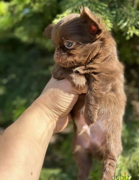 Beautiful chocolate little boys Chihuahuas from Russia 9