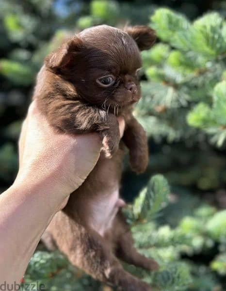 Beautiful chocolate little boys Chihuahuas from Russia 10