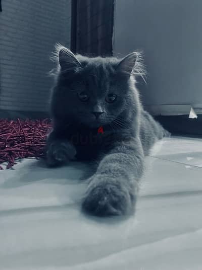 قطة British Shorthair