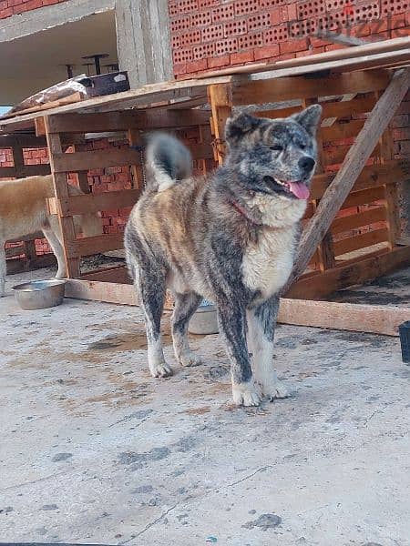 akita Japanese inu 0