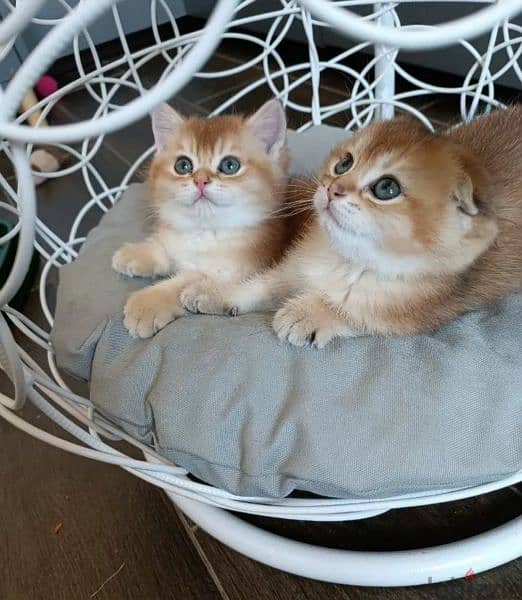 Scottish Golden Chinchilla kittens from Russia 1