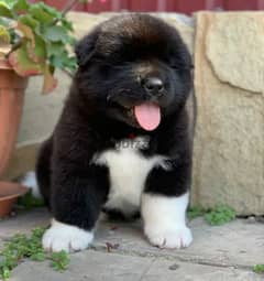 American Akita puppies From Russia