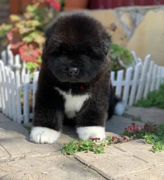 American Akita puppies From Russia 1