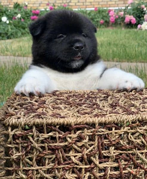 American Akita puppies From Russia 2