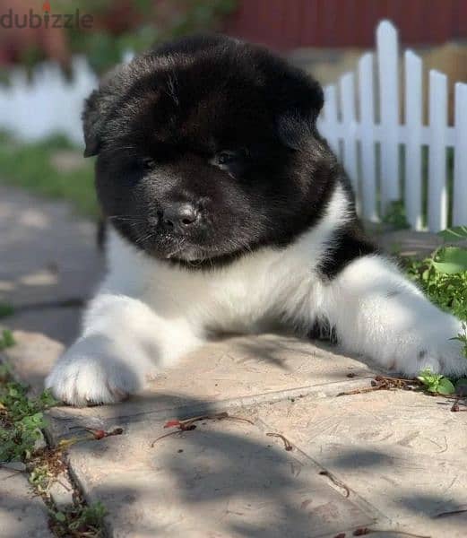 American Akita puppies From Russia 3
