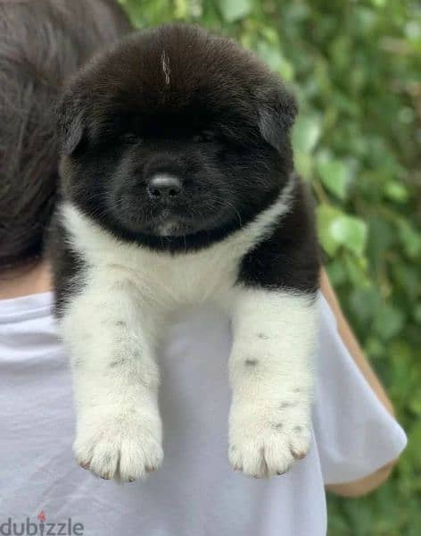 American Akita puppies From Russia 4