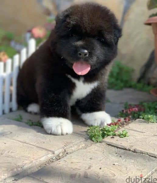 American Akita puppies From Russia 6