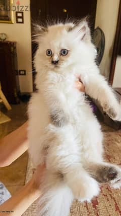 قطة هيمالايا شوكلت انثى عمرها 59 يوم اسمها كيتي