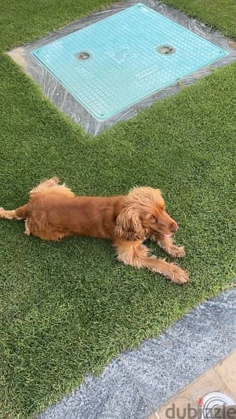 male cocker spaniel for mating