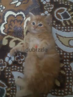 قطة شيرازي مشمشي